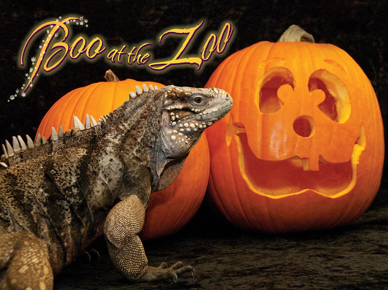 Todavía puedes disfrutar del “Boo at the Zoo” en el primer zoológico de Estados Unidos 