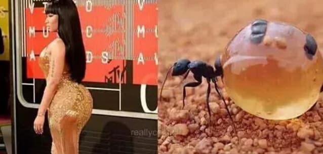 Las curvas de Nicki Minaj se veían súoer exageradas y le encontraron parecido con un extraño insecto.