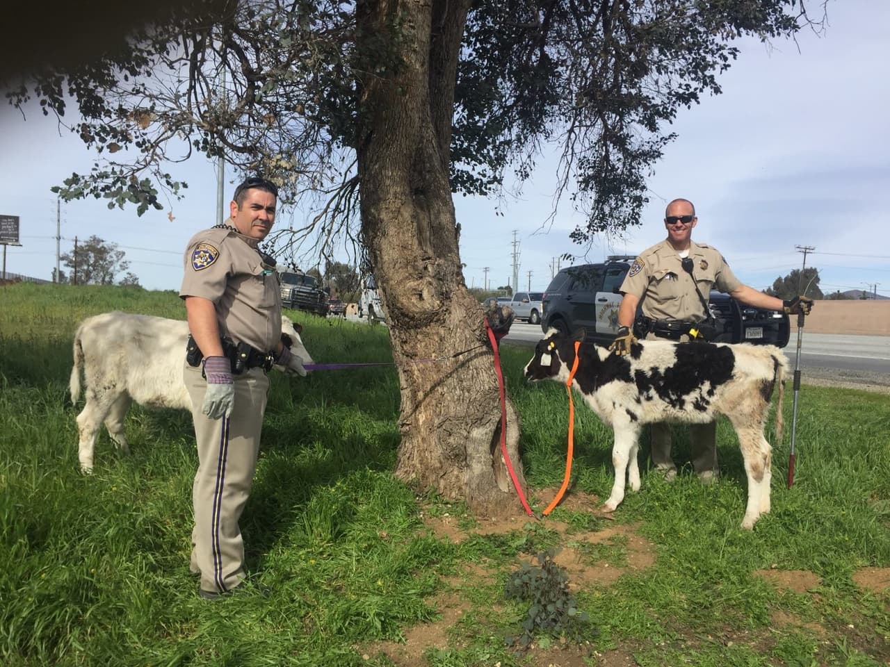 Los oficiales de CHP posan con las vacas que sacaron de un carro estacionado en la autopista 10 en el condado de Riverside.