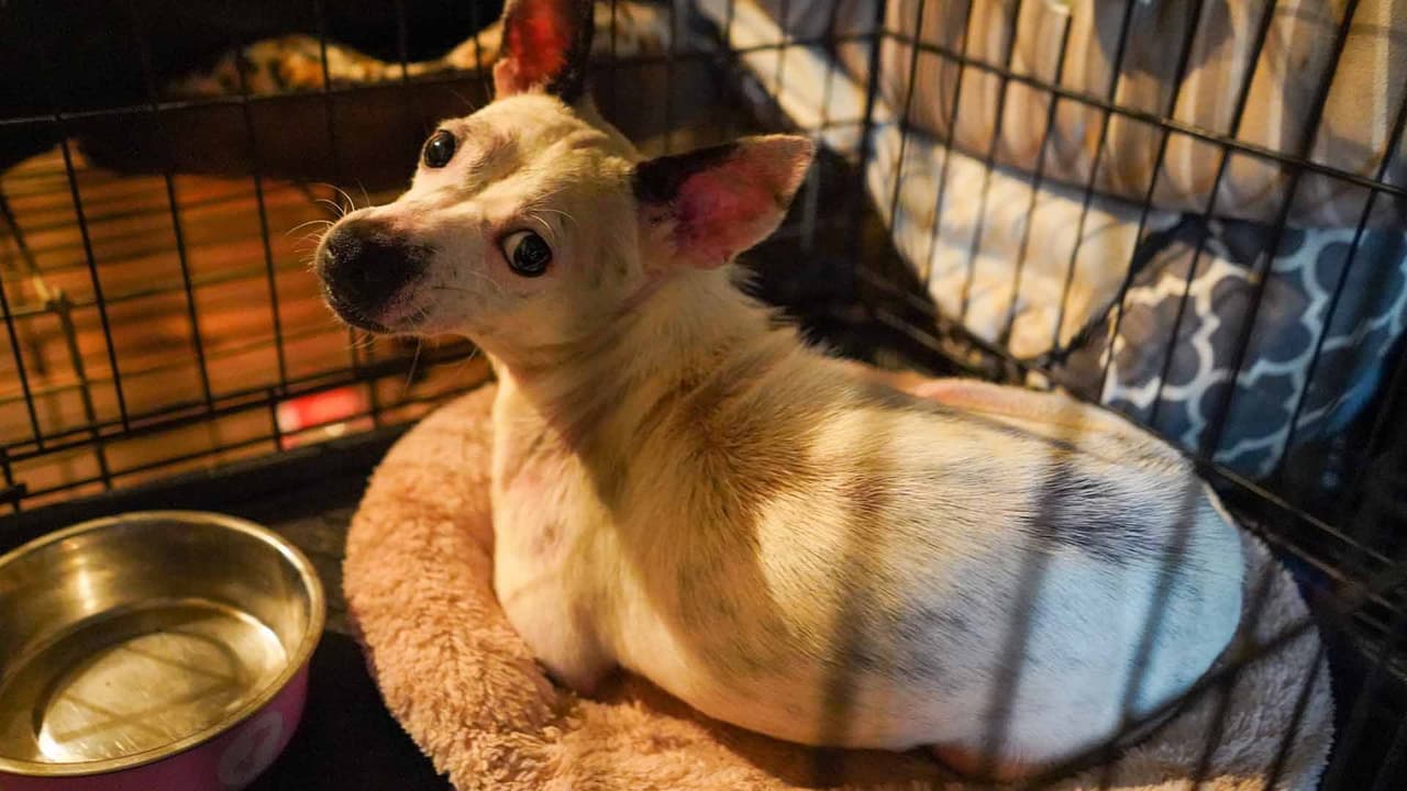 La Sociedad Protectora de Animales participó también en el rescate.
<br>