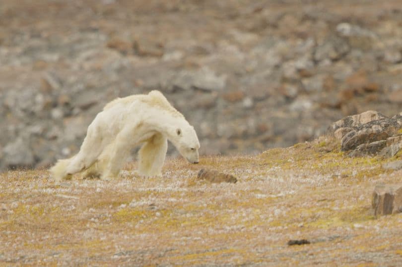 La imagen de un oso polar moribundo que hizo llorar a un fotógrafo de National Geographic