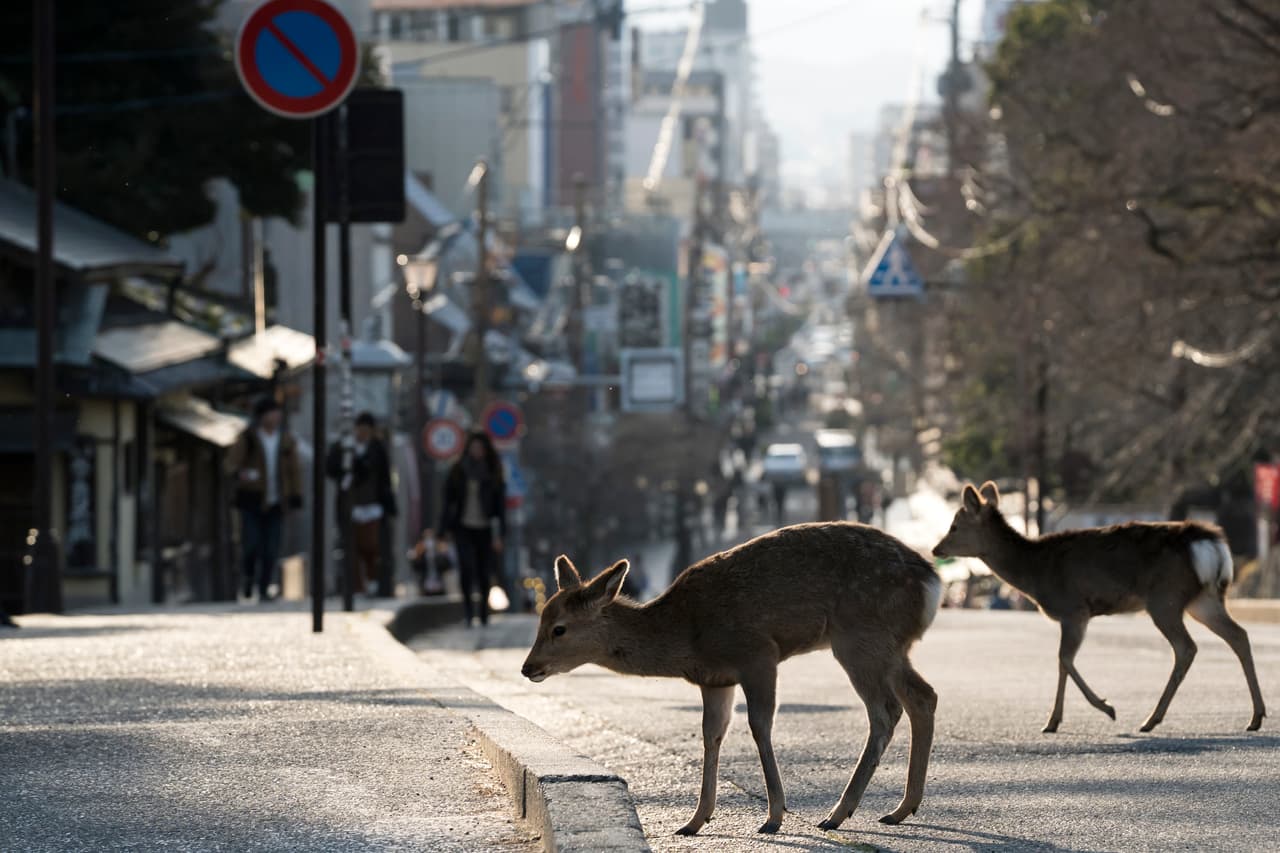En Nara, al centro de Japón, un grupo de venados ha estado deambulando por las calles de la ciudad, ahora vacía por la cuarentena. Estos animales habitan en un parque de la ciudad y están habituados a los humanos. Algunos creen que la falta de alimentos dejados por los turistas ha hecho que se hayan acercado a las zonas residenciales más de lo normal. 12 de marzo.