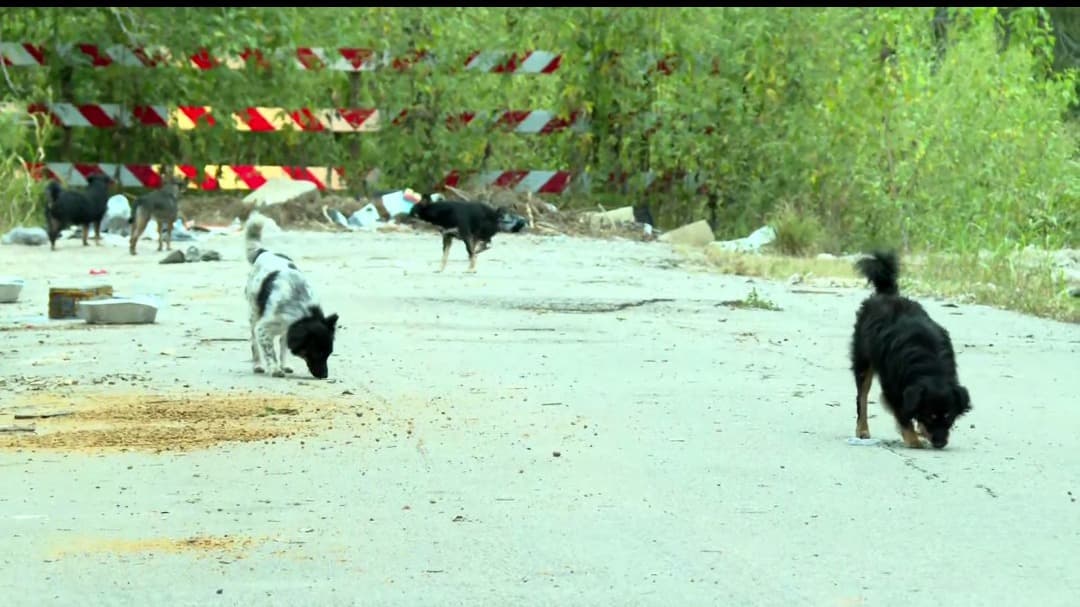 Rescatistas estiman que entre 70 y 80 perros fueron abandonados en un parque de Houston