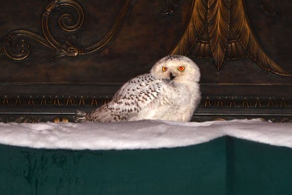 Una lechuza blanca se sienta en el toldo de un edificio de oficinas en el centro de Washington.