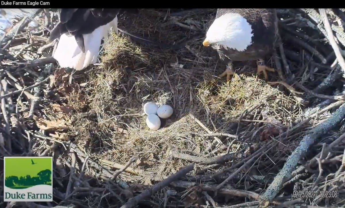 Los entusiastas de la naturaleza podrán observar el nacimiento de polluelos de águila calva 