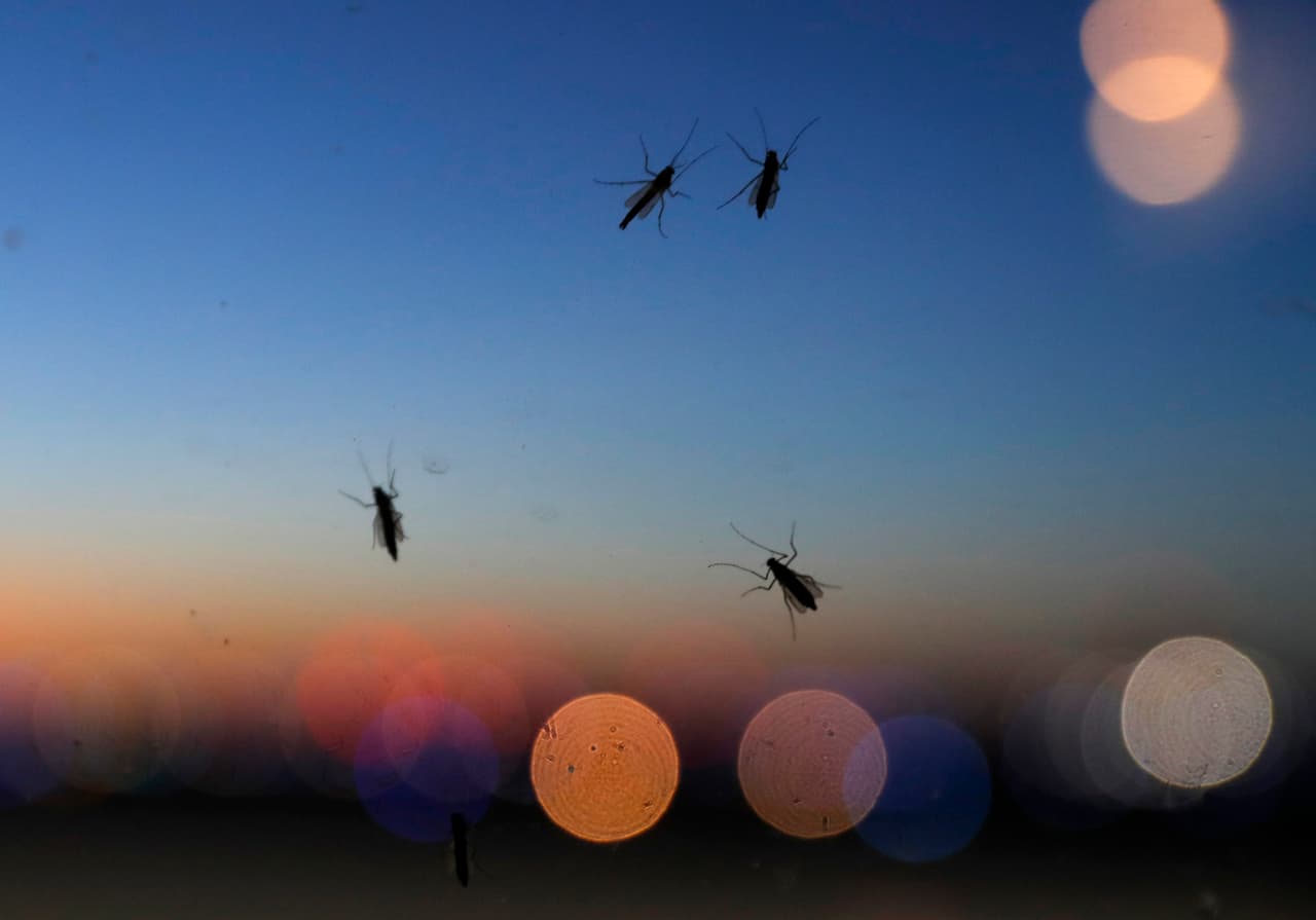 Los enjambres despiden un olor parecido al de la comida de los peces de acuario, que algunos comparan al de los pescados en descomposición. Su aroma puede molestar más dentro de los edificios, donde las criaturas se arrastran a través de las grietas y luego mueren en masa. Ponen sus huevos en agua dulce y no se detienen si está contaminada.