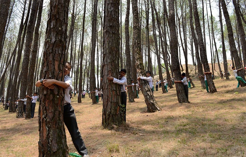 El valor educativo de abrazar árboles ya se ha adoptado en algunos centros del mundo.