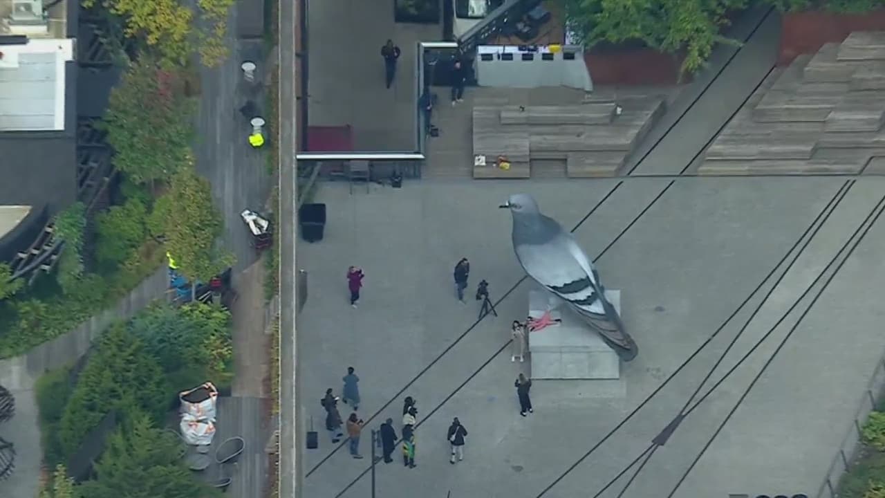 La gigantesca paloma permanecerá expuesta hasta mediados del 2026.