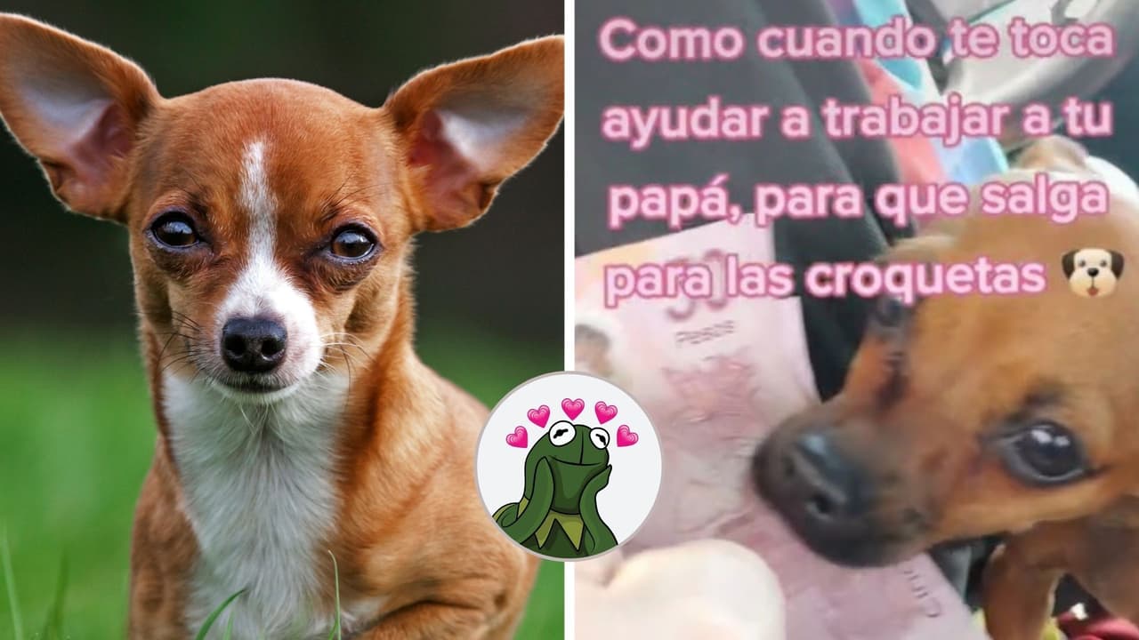 Perrita que trabaja en un taxi con su dueño se hace viral: se encarga de cobrar los pasajes