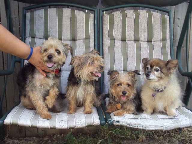 Presentadores, locutores y fans de Univision Chicago compartieron fotos de sus perros para festejarlos en su día. ¡Guau!