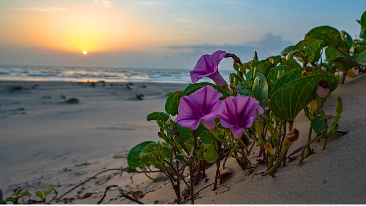 <h3 class="cms-H3-H3">En resumen 🏖️</h3>
<br>
<br>South Padre Island fue reconocida como la mejor playa de Texas en 2025, pero para muchas familias hispanas hace años lo era. Y aunque está en territorio estadounidense, su espíritu fronterizo, su sabor hispano y su calidez humana la hacen única.
<br>
<b><a href="https://visitsouthpadreisland.com/" target="_blank">Haz clic aquí para más información.</a></b>