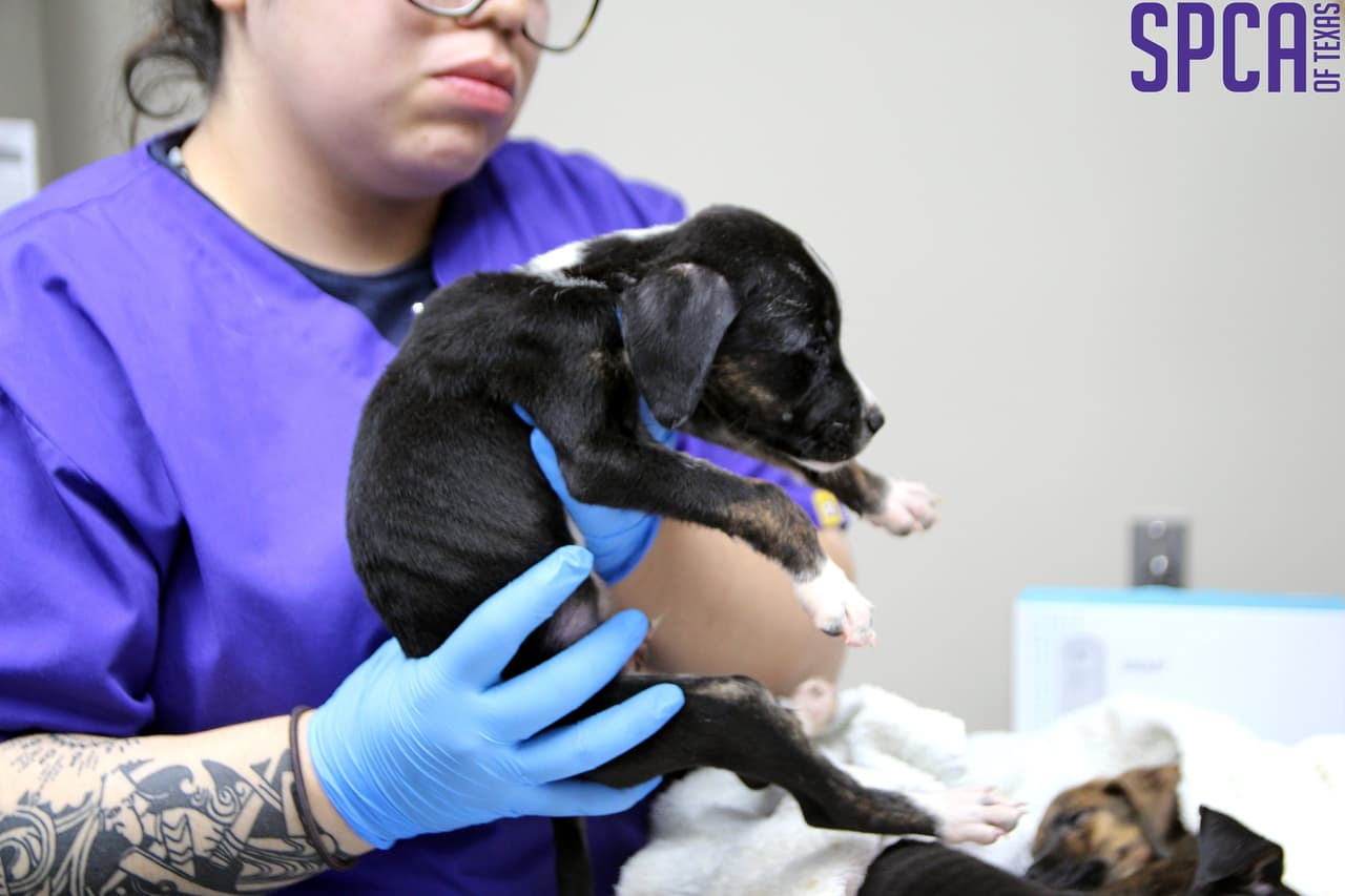 SPCA cuenta con veterinarios profesionales.