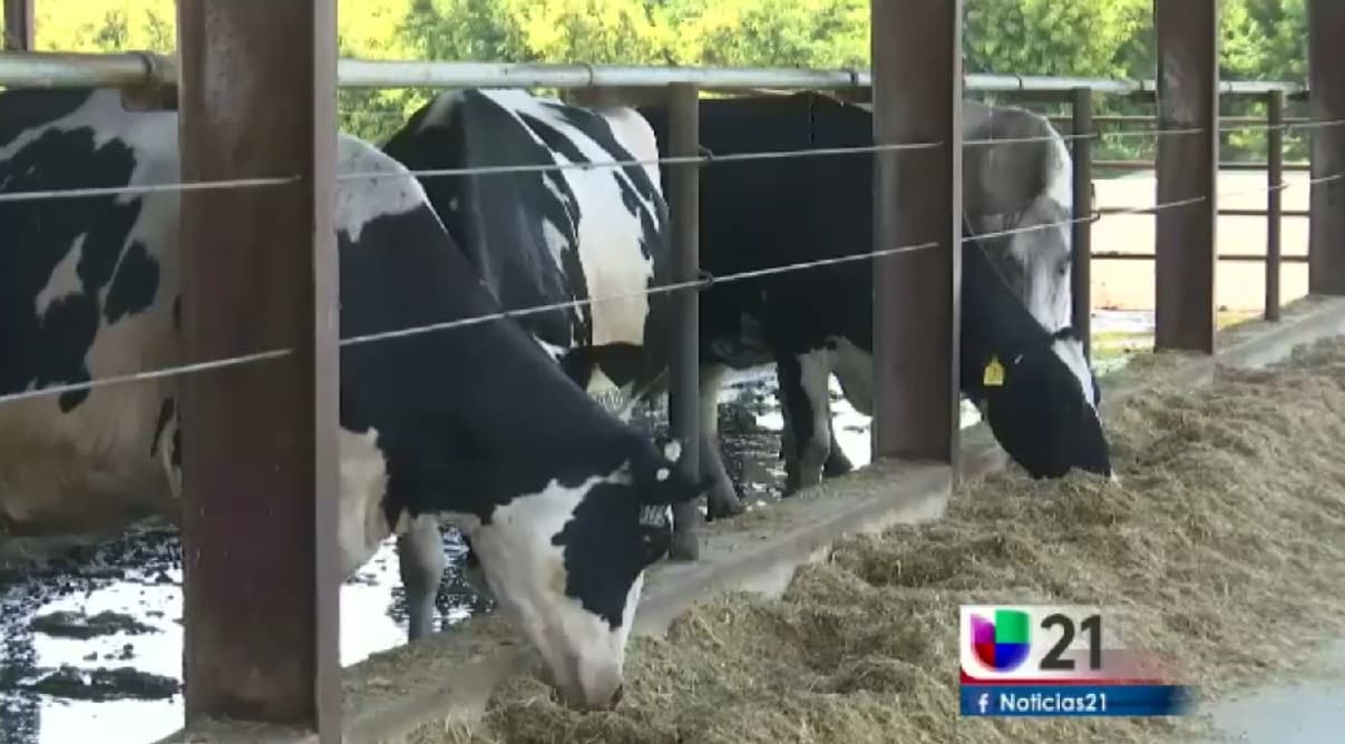 Ganado afectado por calor en el valle