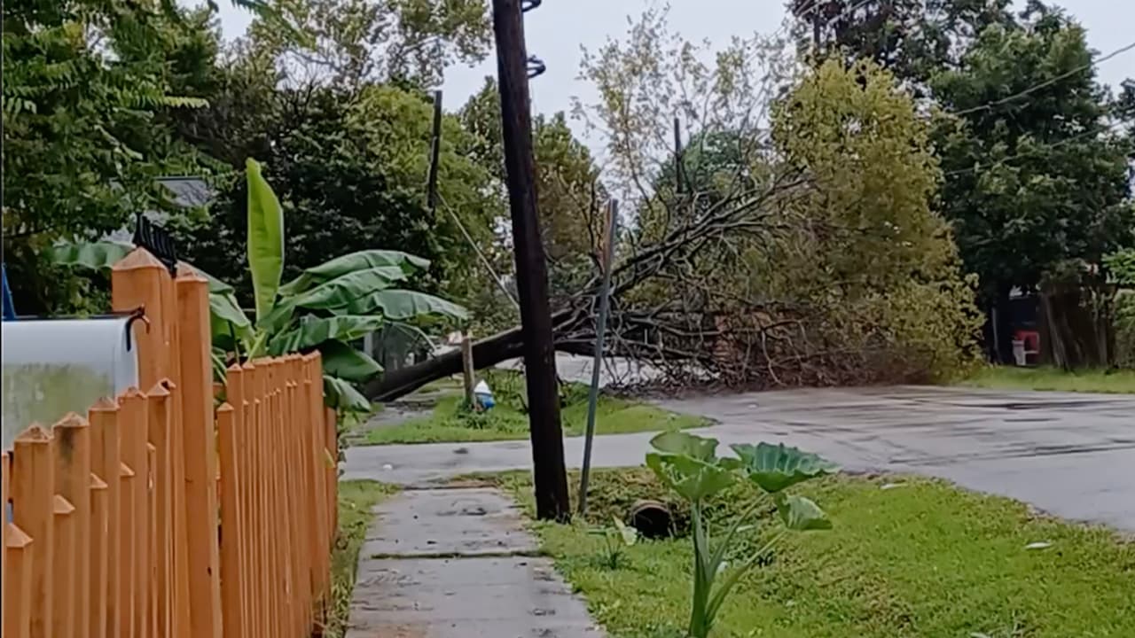 Un árbol caído fuera de una casa es parte del panorama y de las imágenes que nos han compartido en 'Repórtalo Houston'.