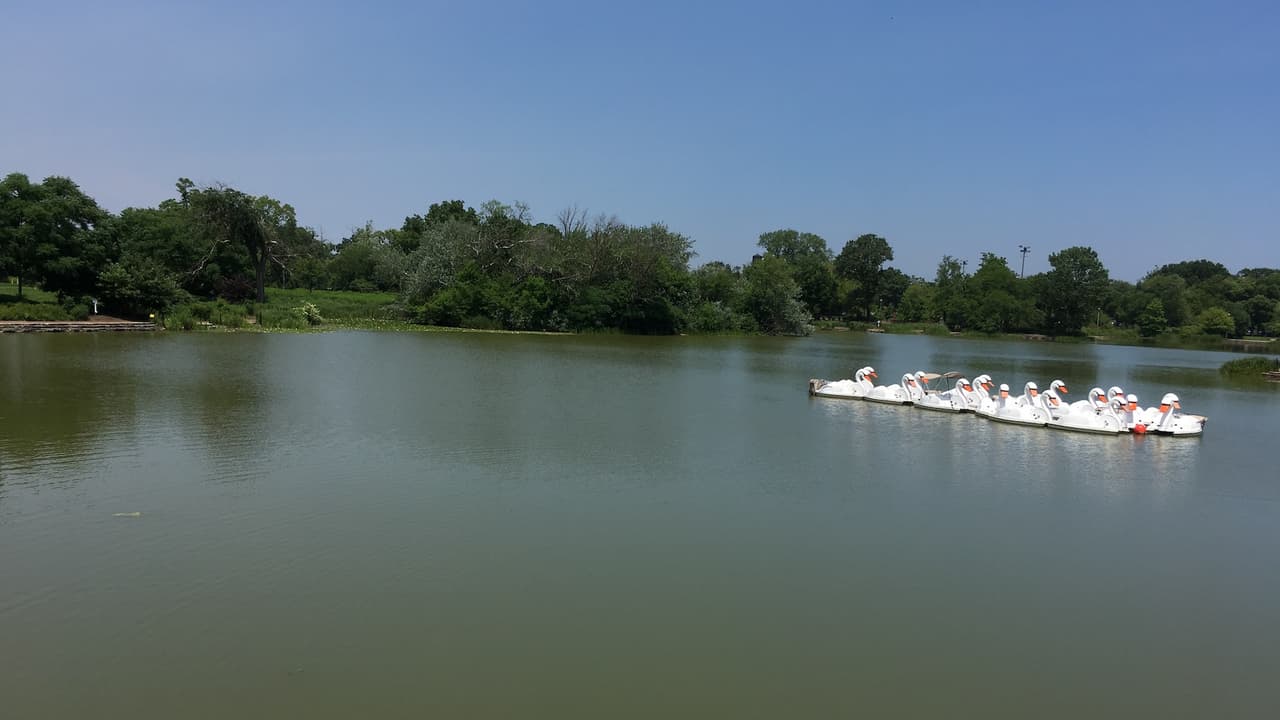 Autoridades y gente buscan al caimán de la laguna de Humboldt Park.