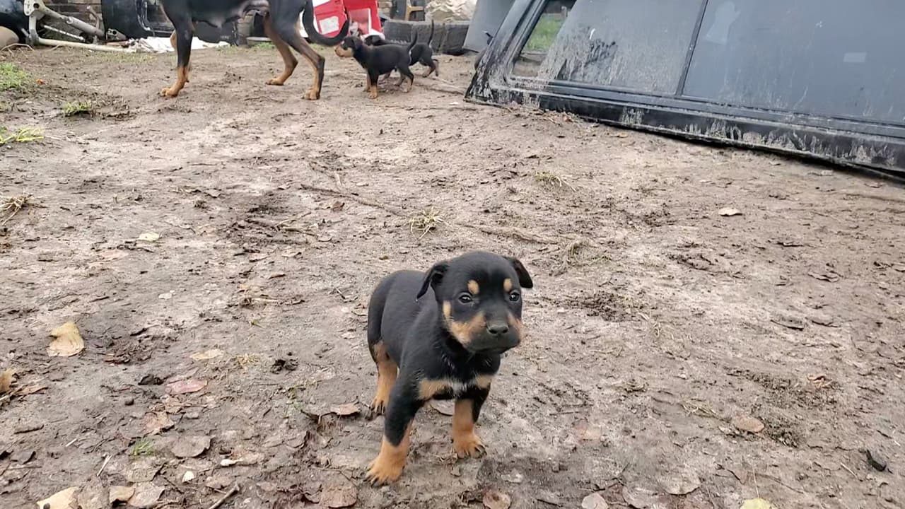 Los animales estaban abandonados en una casa ubicada en la cuadra 3000 de la Havner Lane, al norte de Houston.
