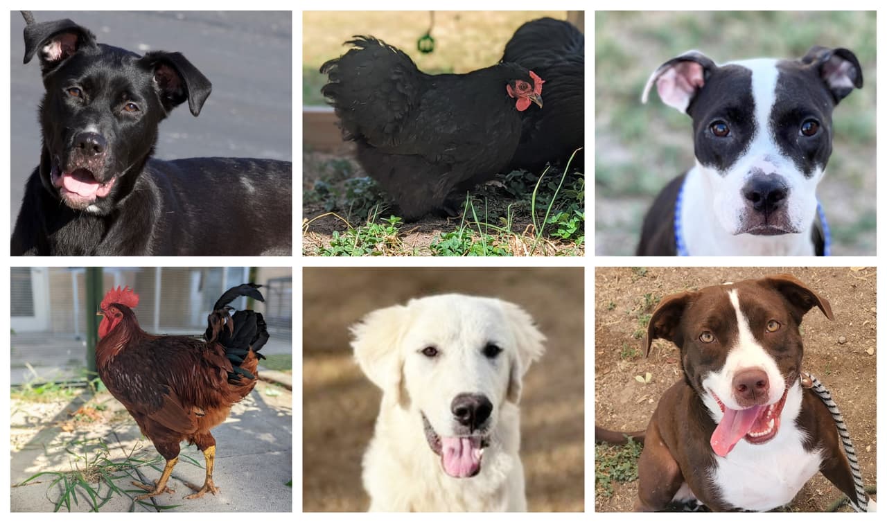 Rescatan a 44 mascotas en caso de crueldad animal en el condado Williamson