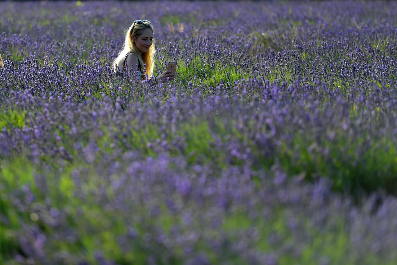 En la Edad Media, flores de lavanda fueron cultivadas y usadas por monjes como hierbas medicinales. Las flores se hicieron populares en Inglaterra durante el reinado de Enrique VIII, cuando usaban la lavanda para endulzar el olor de la ropa de cama, el aire de la habitación e incluso para pulir los muebles.