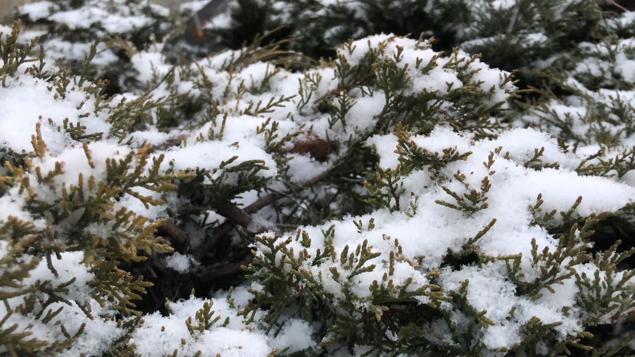 La ciudad puede recibir más de 12 pulgas de nieve.