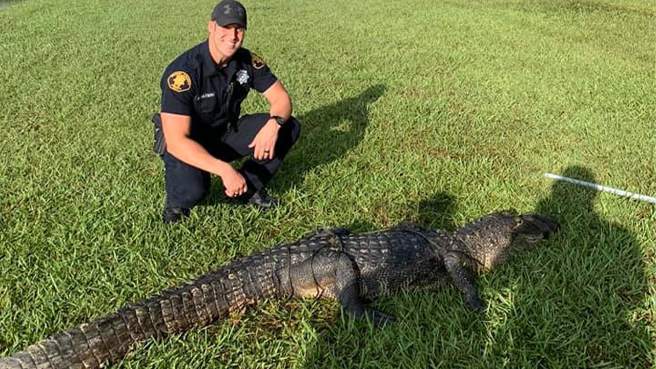 La captura del caimán fue un trabajo en equipo.