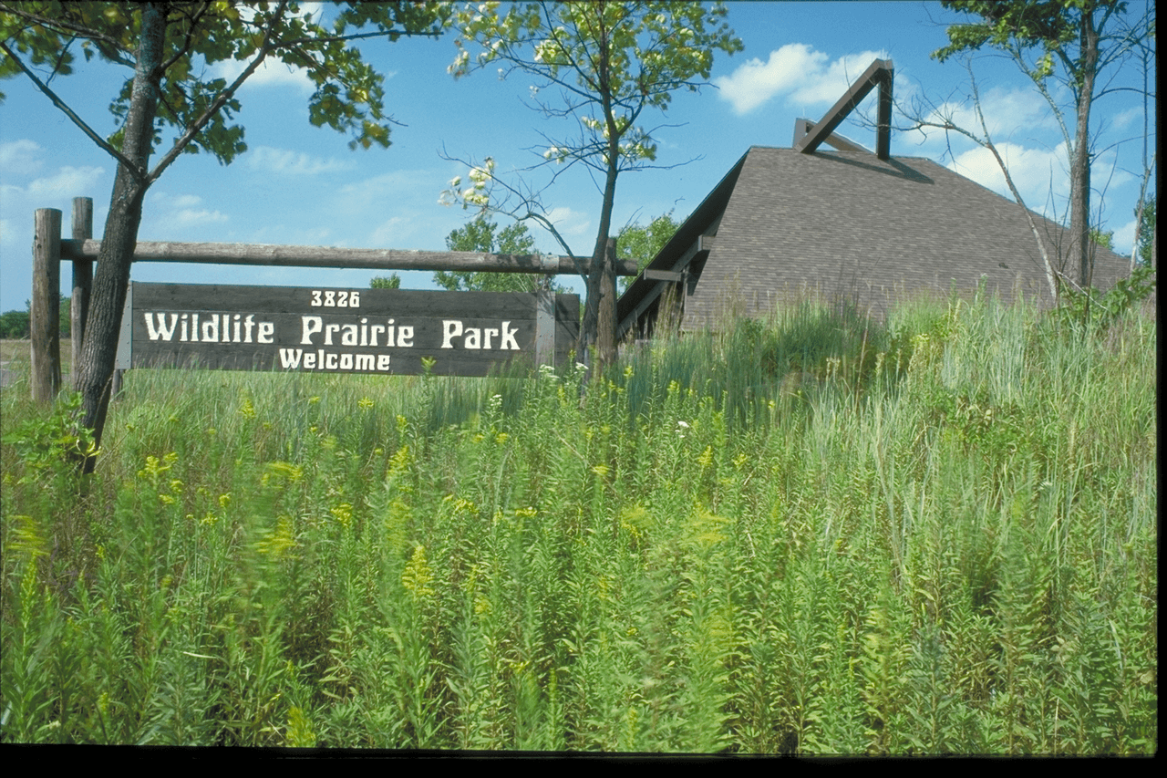 <b>Wildlife Prairie Park</b>
<br>Este parque ha sido considerado una joya en el Medio Oeste de América del Norte. También ha sido catalogado como uno de los 10 mejores destinos para visitar en Illinois.