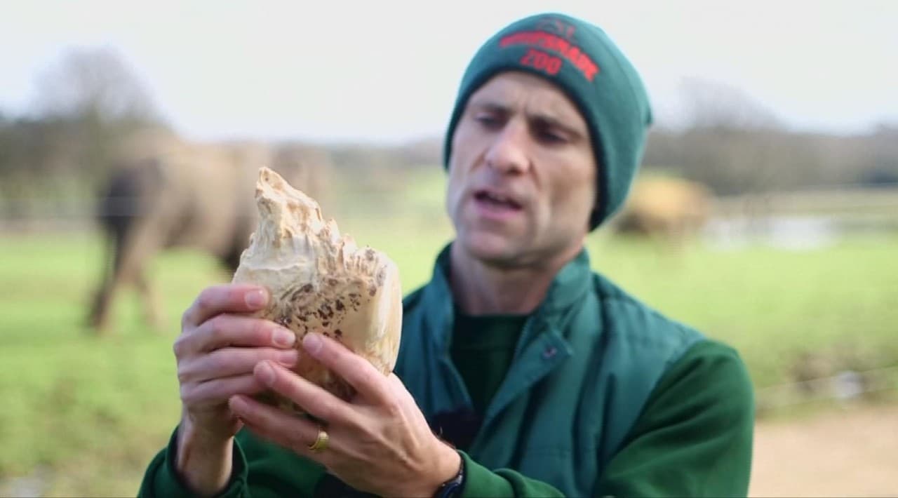 ¿Cuánto pesa el diente de un elefante?