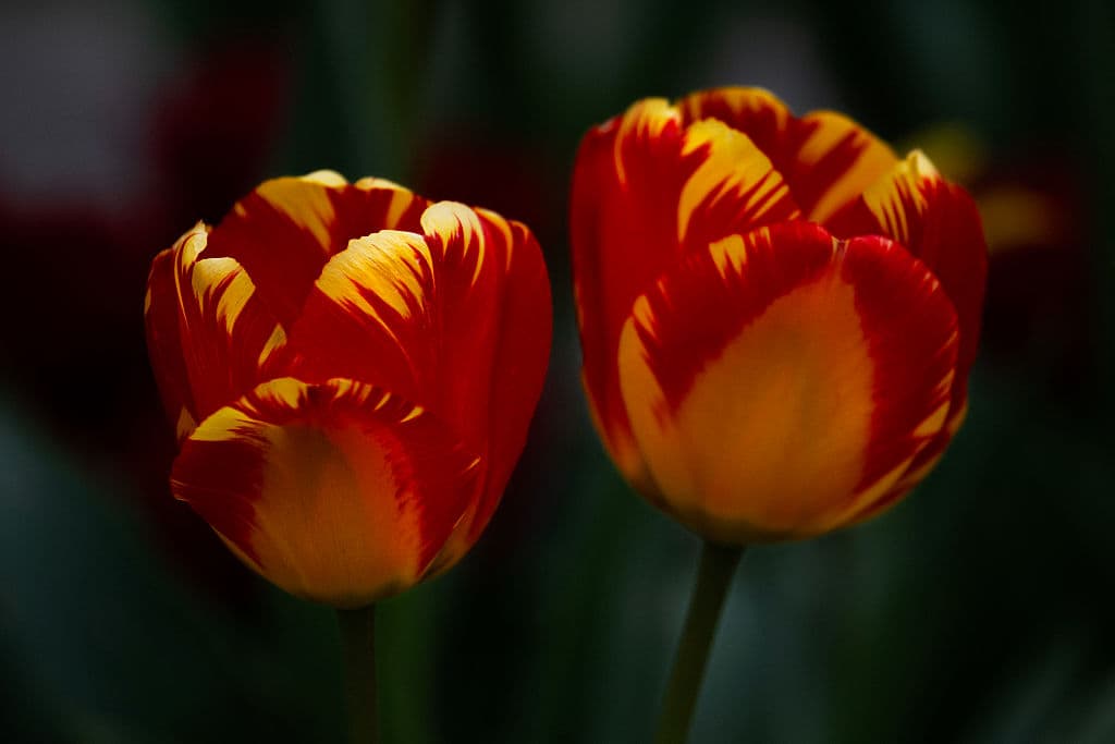 Estos tulipanes "de fuego" captaban miradas por su apariencia exótica.