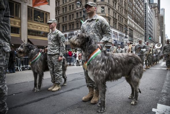 El desfile es televisado durante sus casi cuatro horas de duración por el canal 4 (WNBC) de Nueva York.