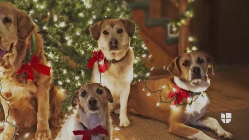 El Philly Inquirer informó que Lukyanchikov también le disparó al perro en el ojo antes de quemarlo.