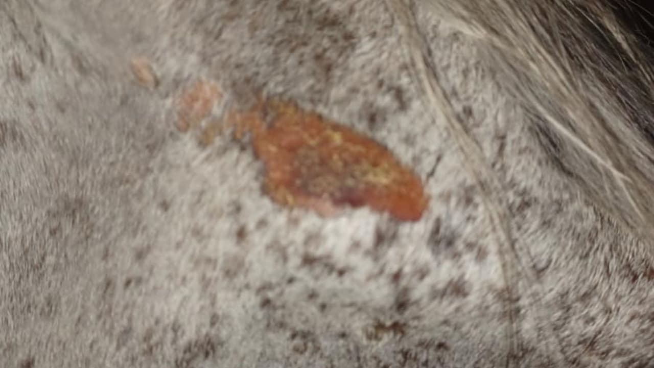 El propietario no proporcionó ningún tipo de atención veterinaria durante el tiempo que ha tenido al animal
<b> y decidió entregarlo a la HSPCA para que recibiera atención médica inmediata. </b>