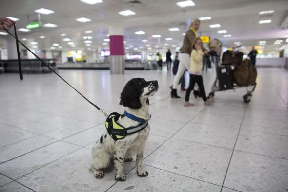 En enero de este año, Megan, uno de los perros de seguridad, encontró gracias a su olfato tres parcelas de cocaína.