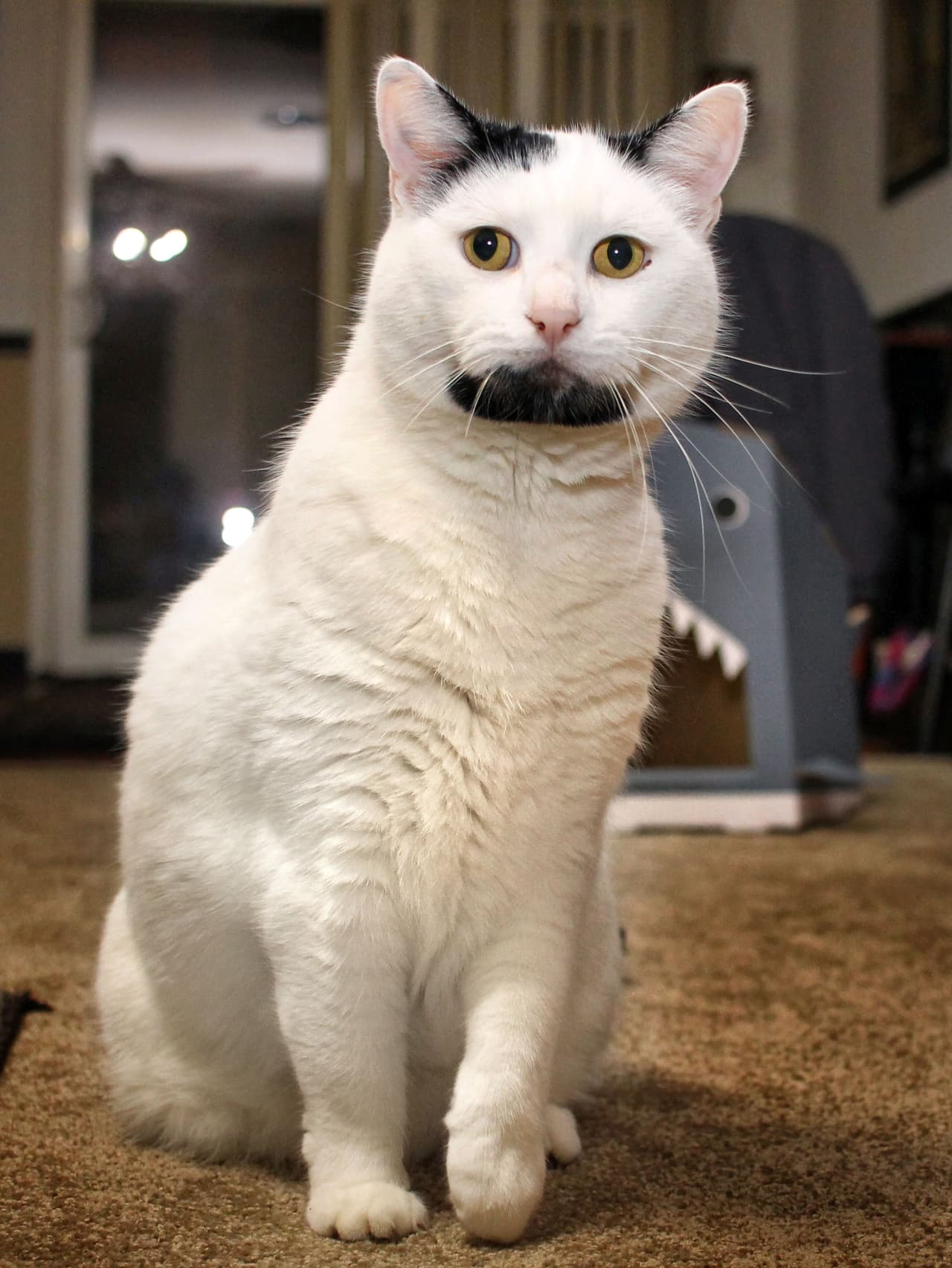 El nombre de este peludo amiguito es Gary.