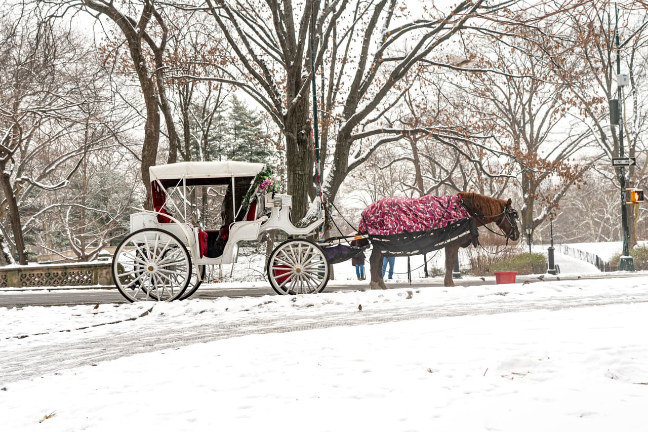<b>¿Será esta la penúltima Navidad?</b> Trabajadores de la industria de los 
<b>carruajes tirados </b>por 
<b>caballos</b> en la Ciudad de Nueva York mantienen su lucha sindical para evitarlo.