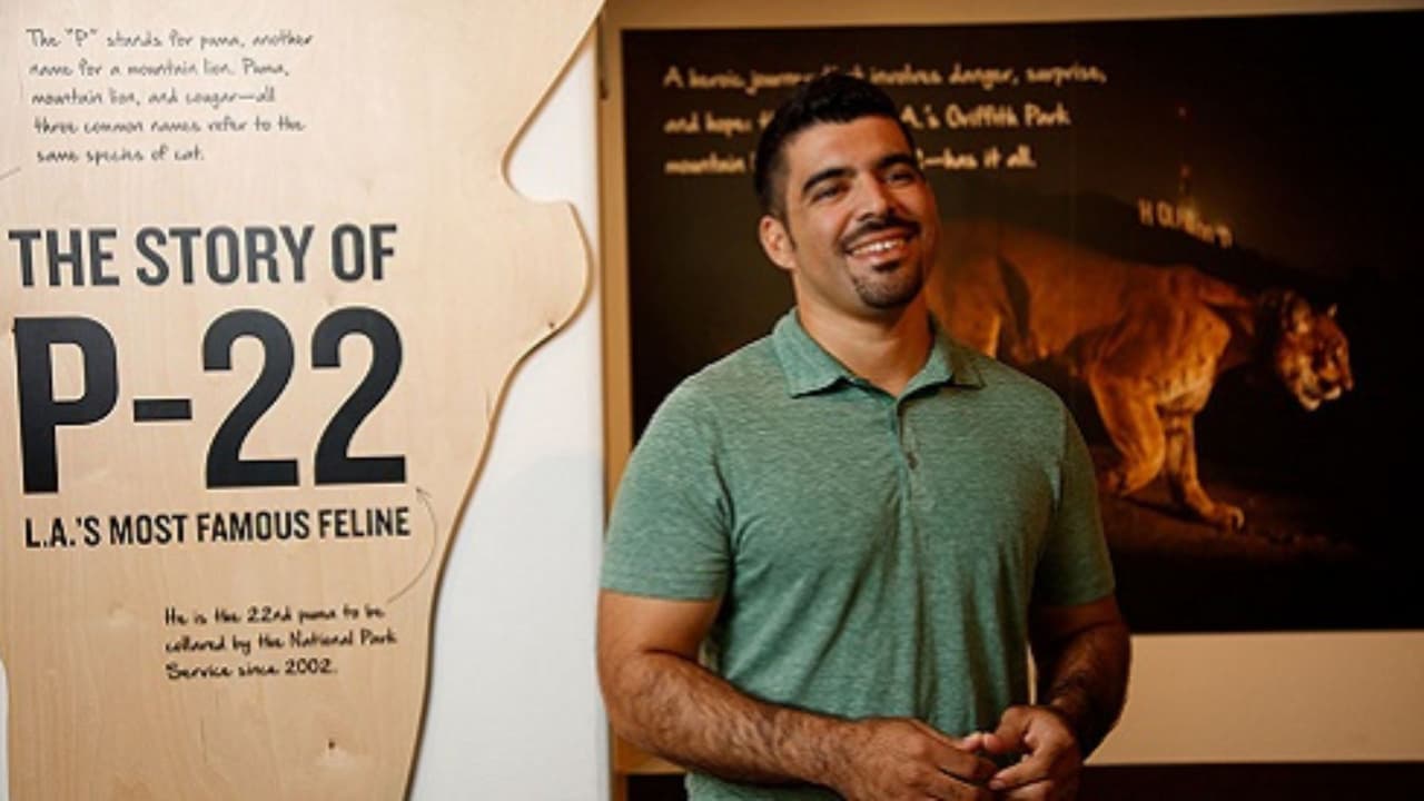 Biólogo hispano logra reconocimiento mundial tras descubrir al puma más famoso de Hollywood