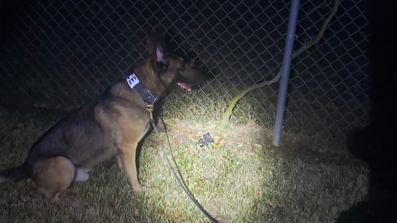 El canino nació en Hungría y es un pastor belga malinois, cruce de pastor alemán.