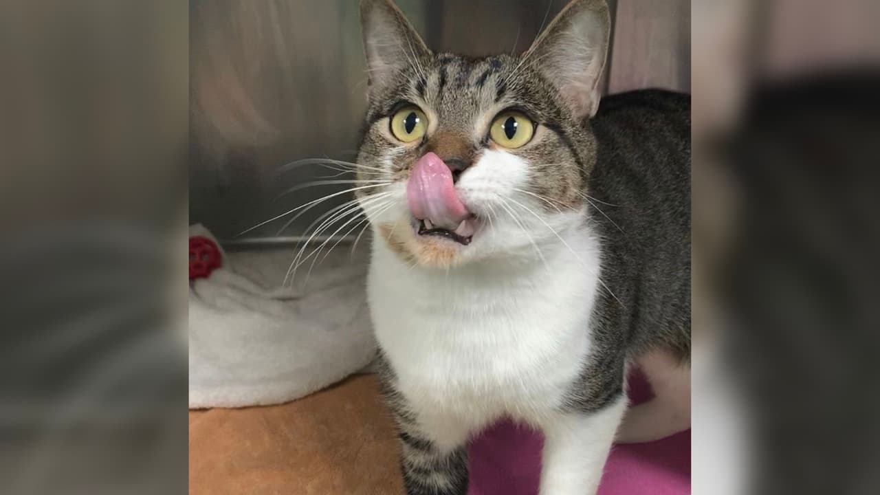 Hola, mi nombre es Alberto y soy un chico de pelo corto de 2 años. Me encanta la atención y siempre estoy ansioso por escuchar cuando estás listo para hablar y pasar un rato contigo.