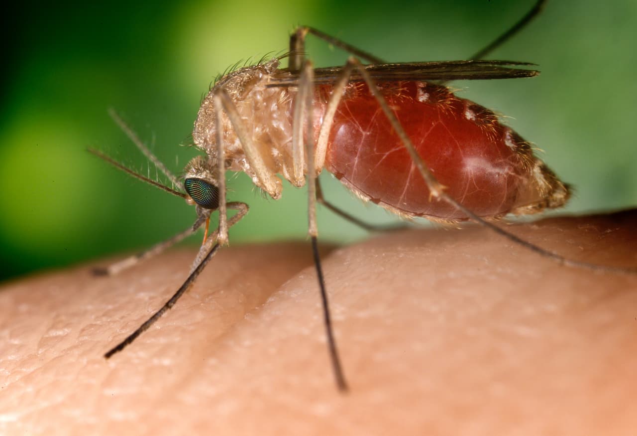 Las lluvias y el calor están desatando millones de mosquitos en NYC, algunos podrían portar el virus del Nilo Occidental