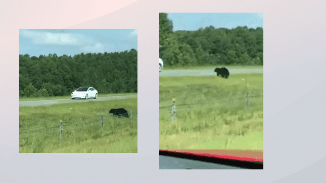 Avistamiento de un Oso en el condado de Chatham