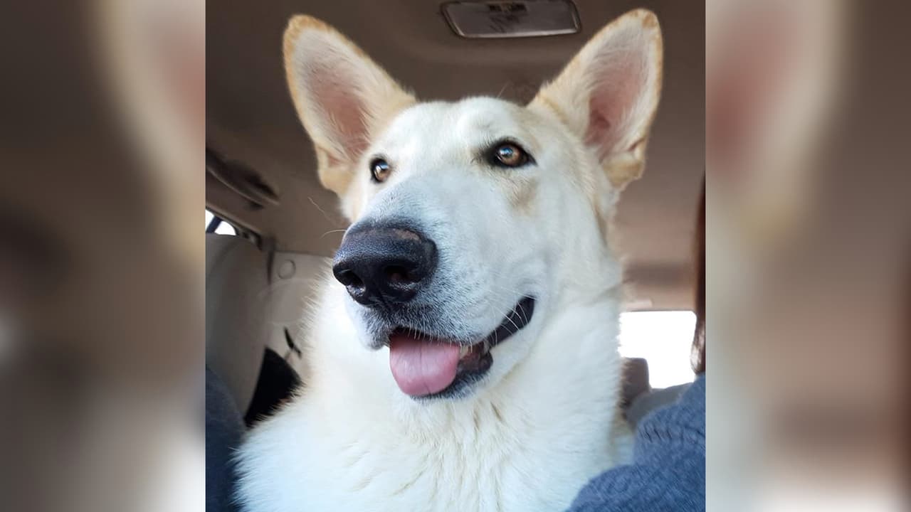 “Les presento a mi hermoso peludo Odey. Es increíble la forma cómo uno los puede llegar a amar. Son tan bellos”, escribió Rosy Rouzz.