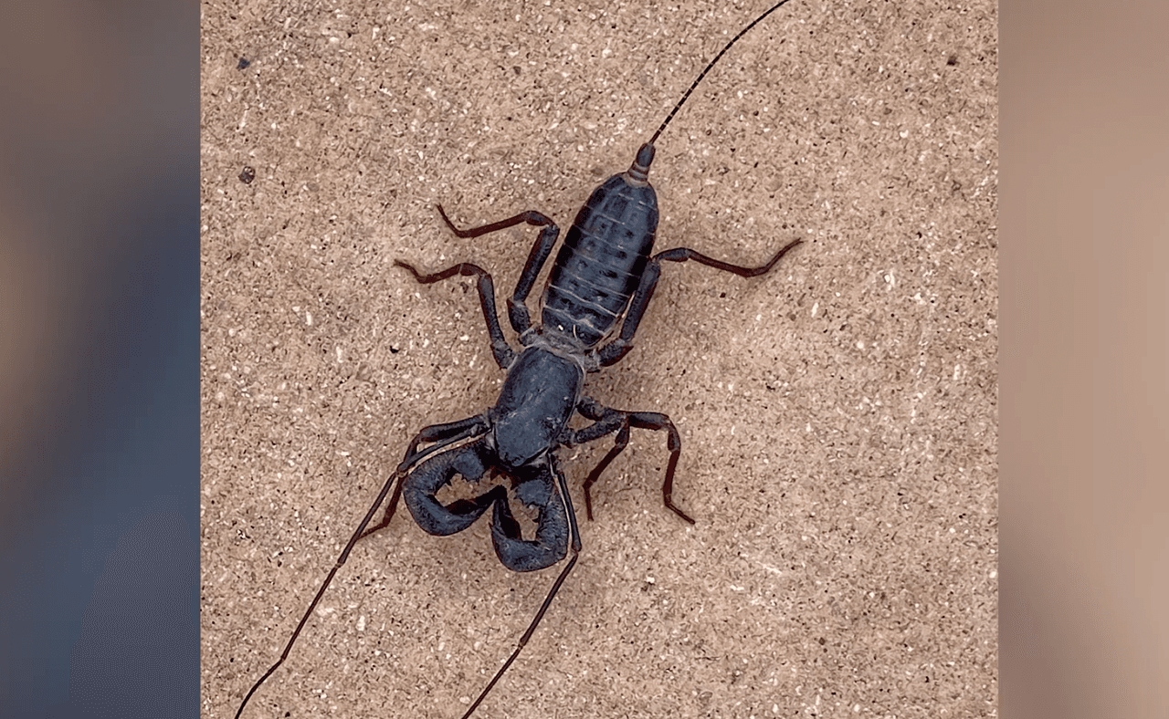 Detectan especie de araña que ‘dispara vinagre por su cola' en un parque de Texas 