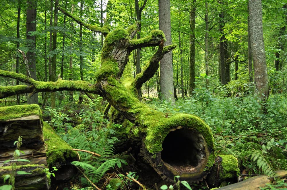 <h3 class="cms-H3-H3">7. Bosque de Bialowieza</h3>
<br>
<br>Ubicado en la región polaca de Voivodato de Podlakia, este bosque espera ser parte de la consideración de la QPI, 
<b>la cual cree que aunque el aumento del turismo puede alterar la tranquilidad de todos estos lugares</b>, el objetivo primordial es que los visitantes que se atraigan sean personas que busquen escapar de la 
<a href="https://www.univision.com/temas/contaminacion">contaminación </a>ambiental de sus hogares urbanos, para que puedan disfrutar y cuidar a preservar de una experiencia tranquila.