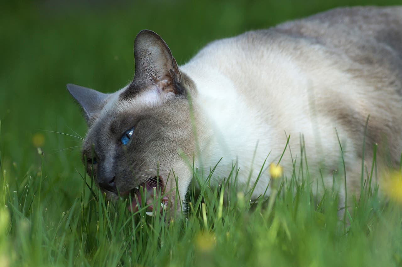 Echa semilla en envases y cuida que haya algunas semanas de diferencia para que siempre tengas alguna provisión.