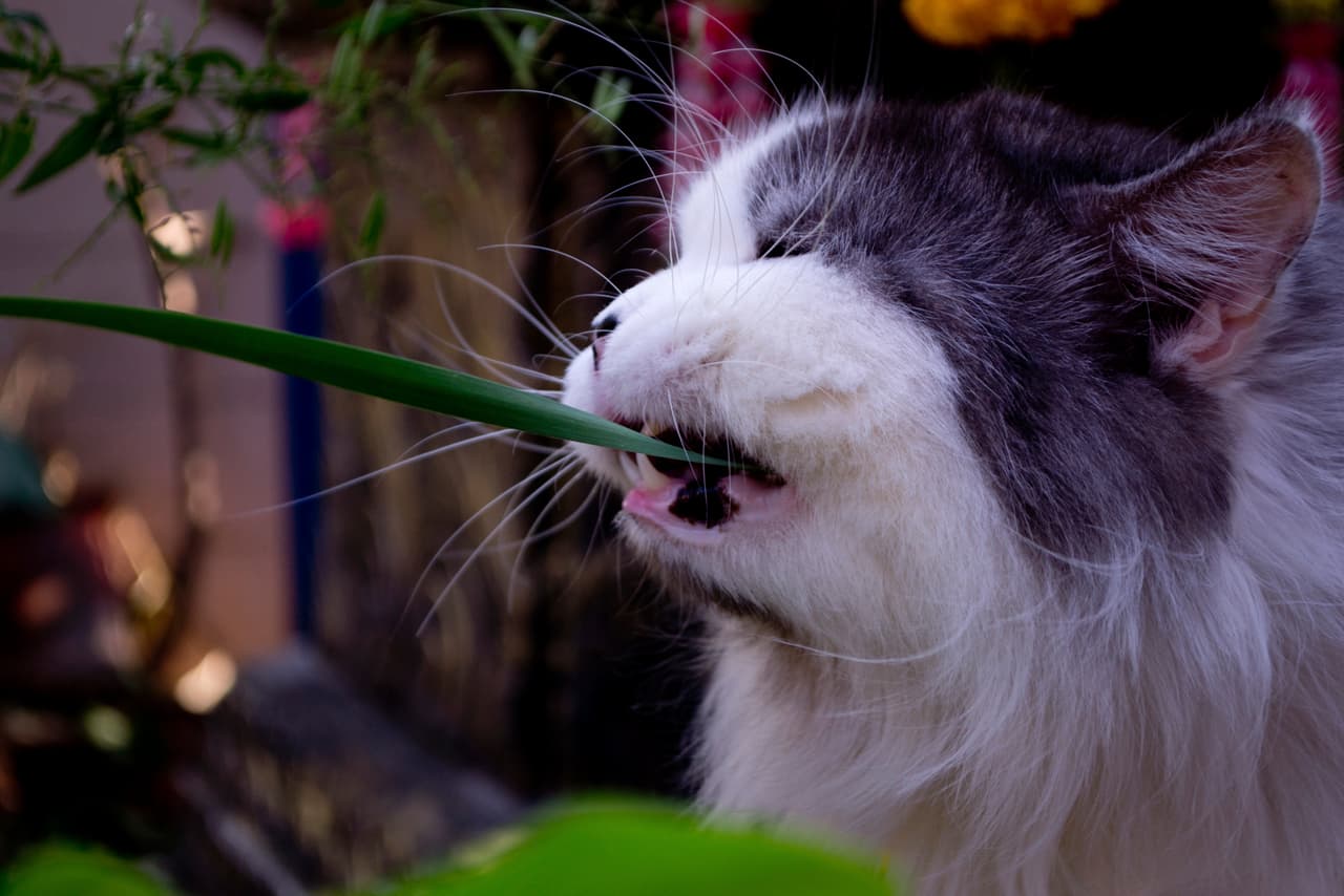Lo único que necesitas es sembrar catnip. La planta conocida como Nepeta estimula a los gatos.