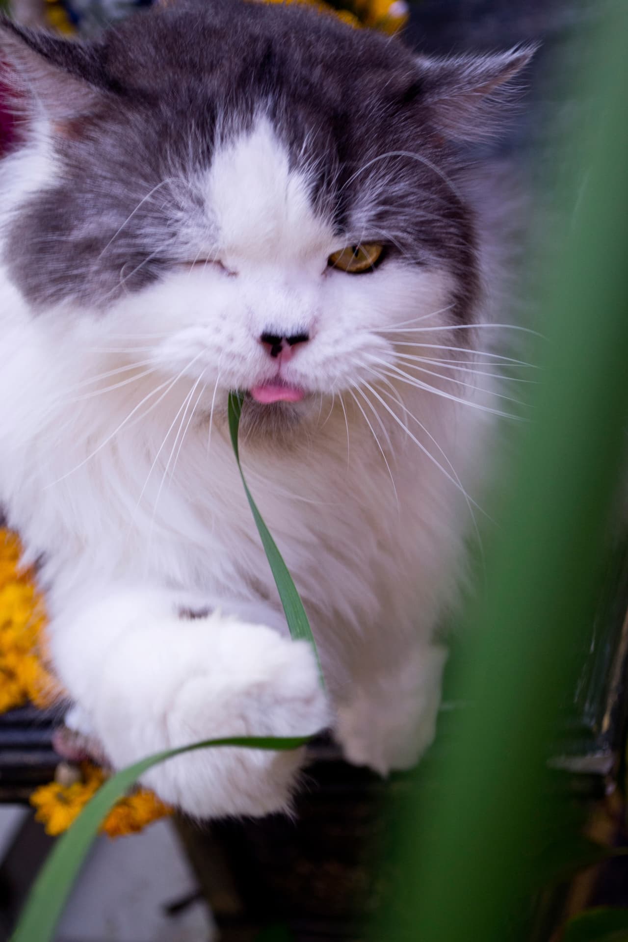 Es súper importante que no regañes a tu gato por comerse las plantas. Sí: lo que hace es un problema, pero tiene solución. Después de todo, humanos, gatos y plantas son seres vivos. Y, como tales, debemos aprender a convivir en paz.