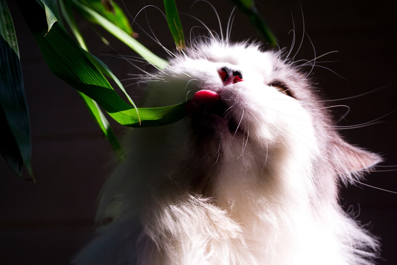 Si se come la planta entera, muy probablemente tiene ansiedad y necesita ser llevado al veterinario para una observación.