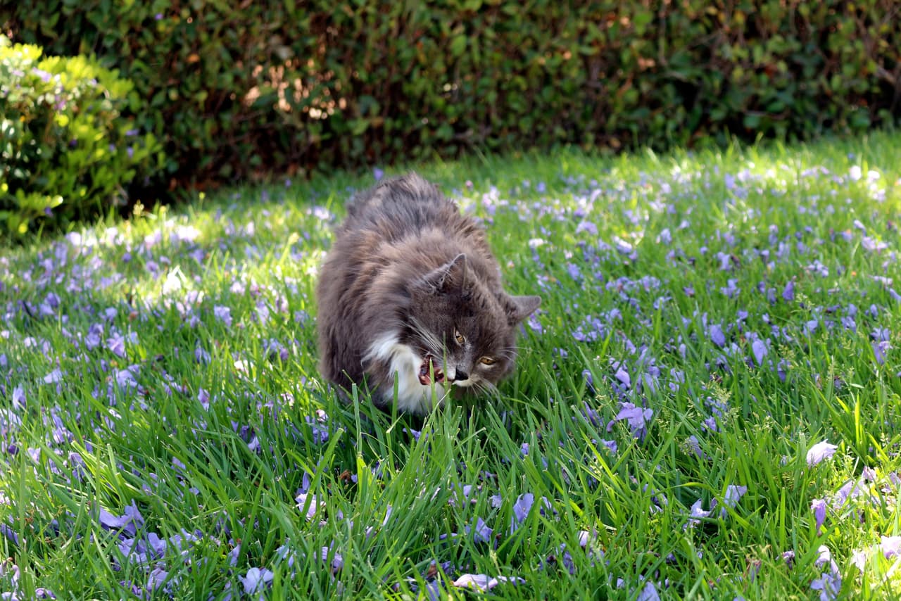 Puedes evitar que destruya tus queridas plantitas al ponerles pimienta de cayena. ¡El olor es insoportable para la nariz de los mininos!