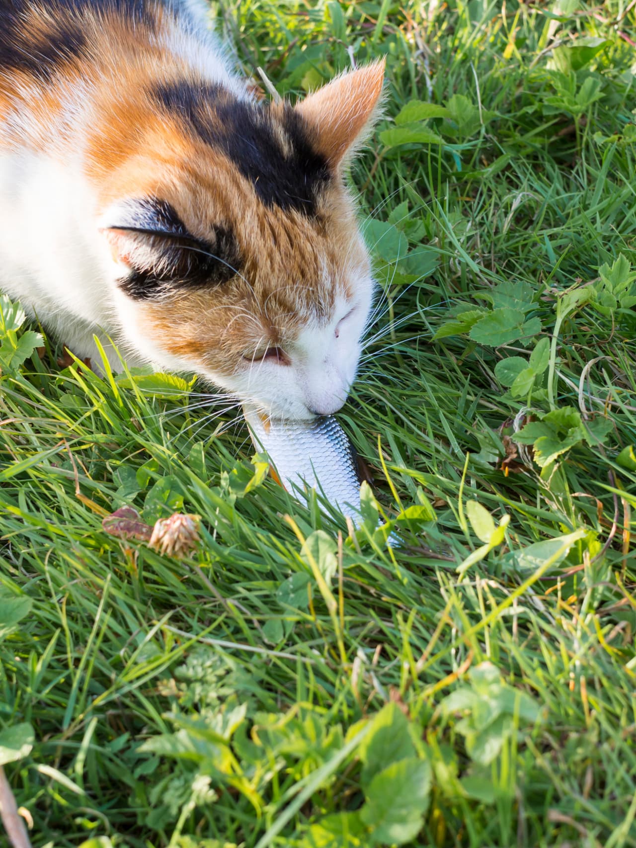 En caso de que no quieras colocar pimienta, también los cítricos son algo que los gatos repelen.