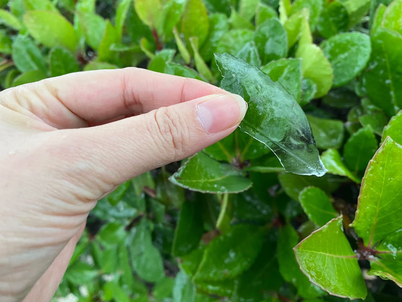 Las temperaturas de sensanción estarán en el rango de los 10 grados, por debajo del punto de congelación para el centro sur de Texas. Otras zonas del estado estarán viendo temperaturas térmicas de 0 grados.