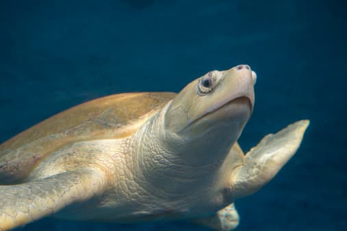 Las despedidas en Malaquite Beach, cerca de Corpus Christi, generalmente ocurren temprano en el día y con poca antelación. La actividad puede atraer a 1,000 o más visitantes.