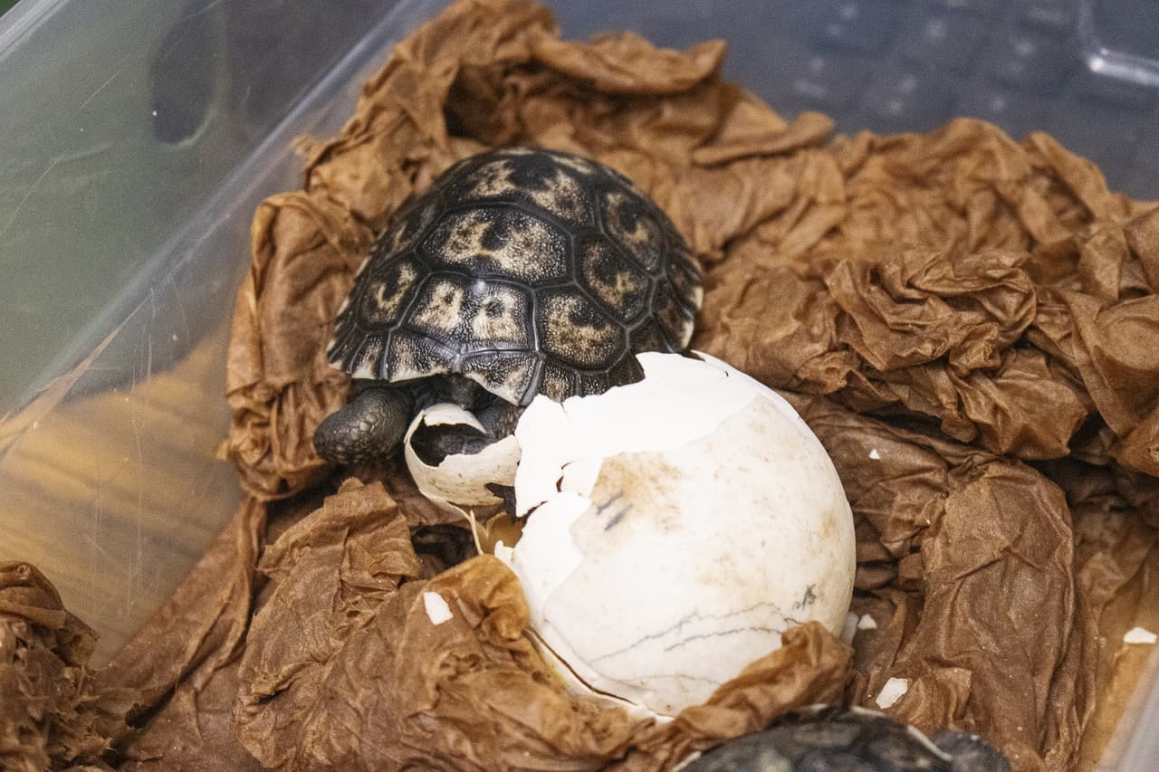 La primera eclosión ocurrió el 27 de febrero, y aún se esperan más nacimientos en las próximas semanas, pues en la anidada Mommy puso 16 huevos.